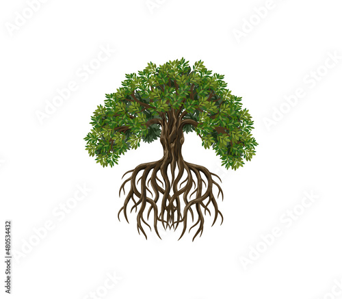 Tree and roots vector  tree with round shape 