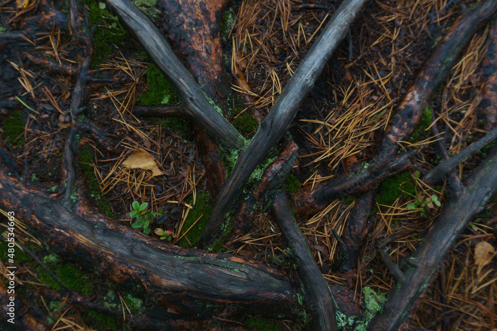 Fototapeta premium Wet tree roots