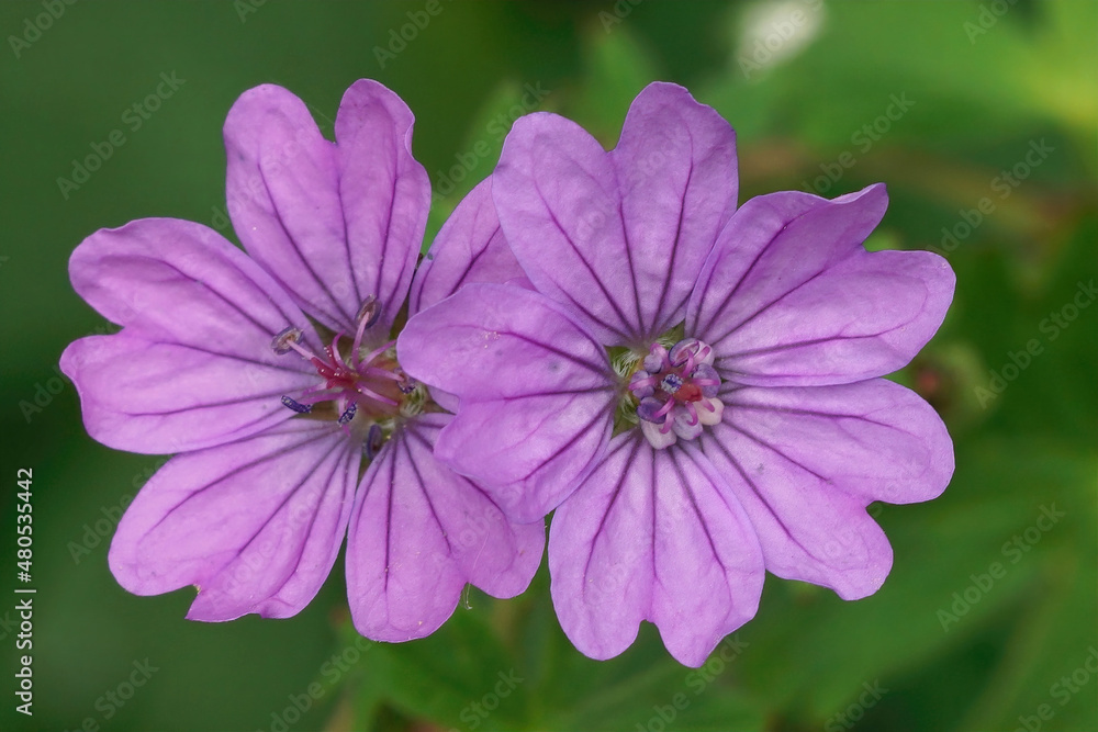 Fototapeta premium Closeup on two magenta flowers of hedgerow cranesbill, Geranium pyrenaicum