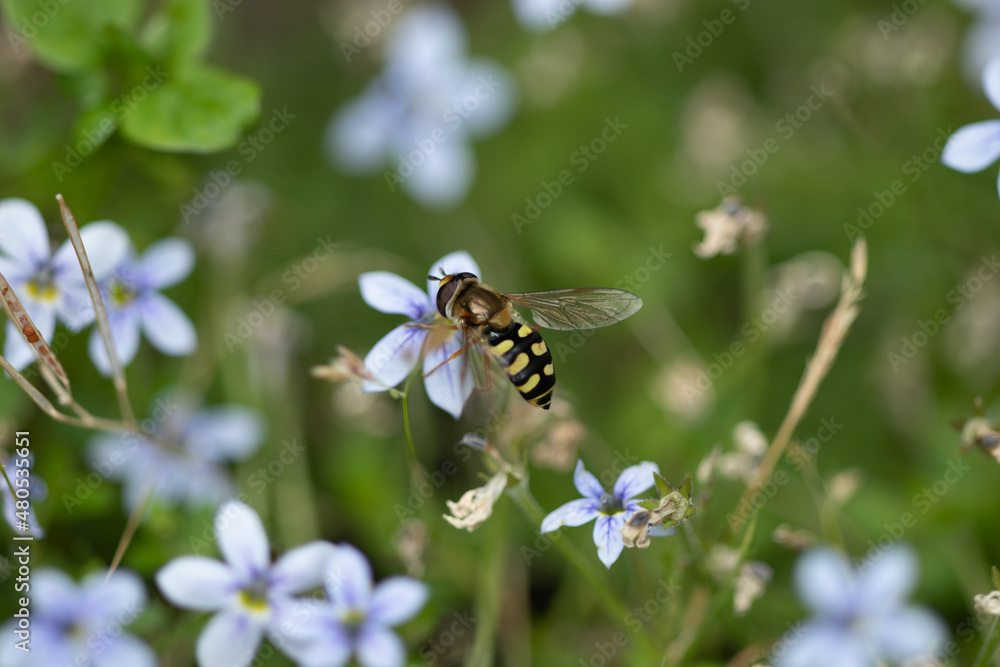 Hoverfly is enjoying fresh nectar Hoverfly is enjoying fresh nectar