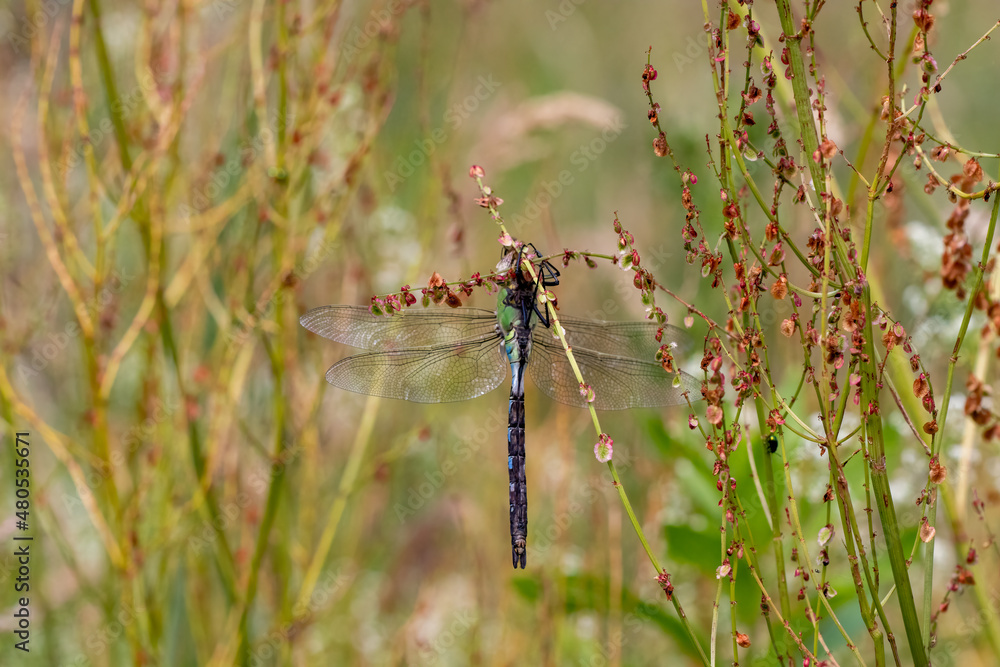 Emperor dragonfly is just hanging around Emperor dragonfly is just hanging around