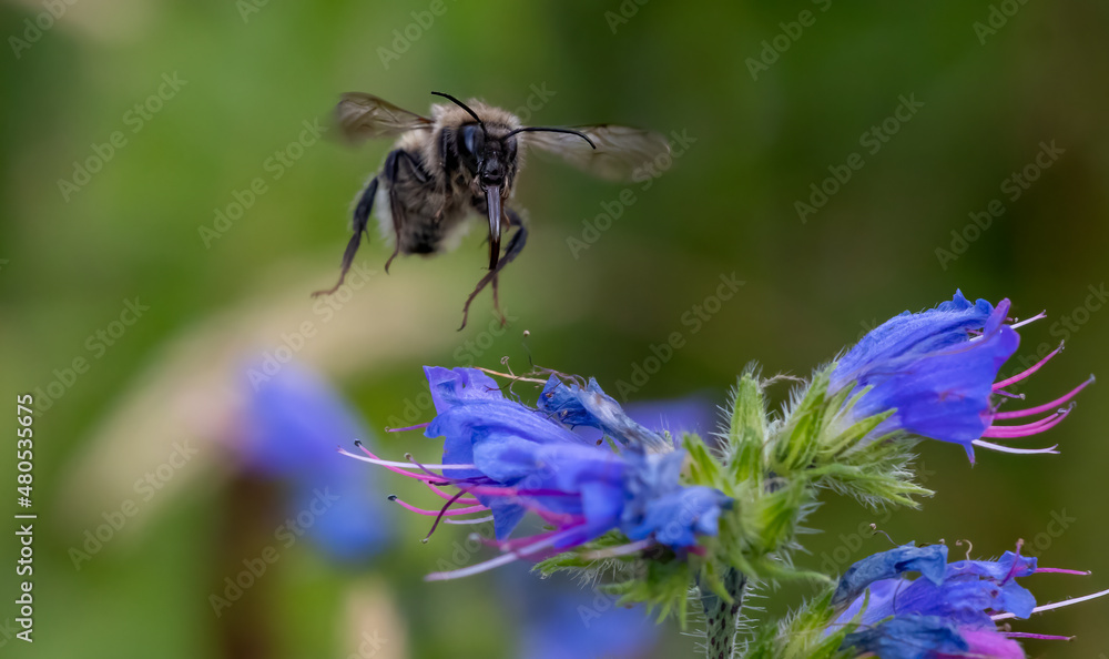 Fototapeta premium Incoming Sandcoloured carder bee caught in action