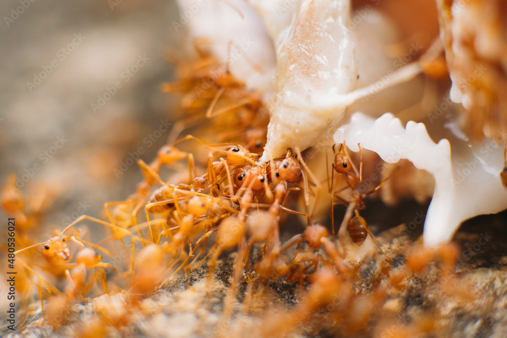 A group of red Thai ants on rocks eating a clam