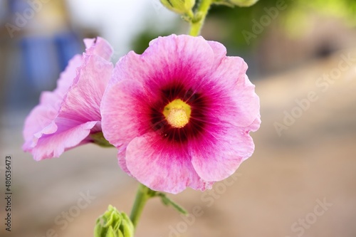 Pink bud close up. Malva arborea. Mallow Flowers in Bloom in Springtime, known as Lavatera arborea, Malva eriocalyx copia