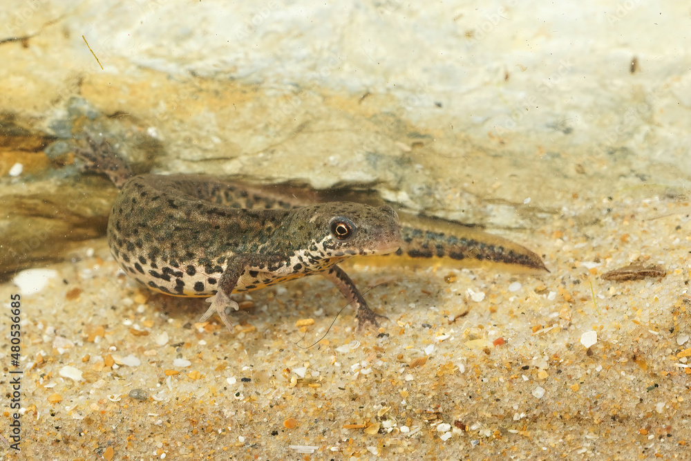 Closeup on an aquatic pregnant female Italian newt, Lissotriton italicus