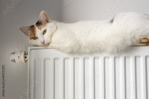 Cat lying on a hot radiator at home, Concept, rising prices of heating apartments in the winter season