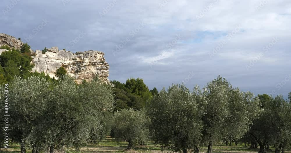 Olives groves, Les Baux de Provence, France Olives groves, Les Baux de Provence, France