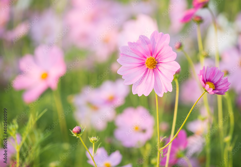 Cosmos flowers in the garden , Lumphum province Thailand. Cosmos flowers in the garden , Lumphum province Thailand.