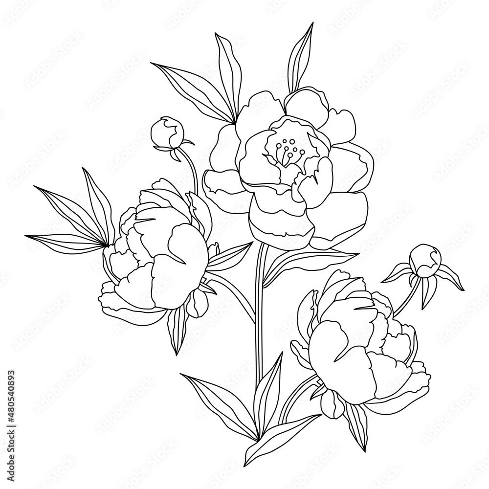 Peony flower vector line drawing on a white background Peony flower vector line drawing on a white background