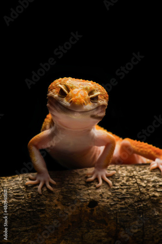 The smiley of leopard gecko