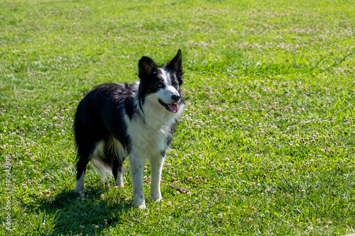 Attentive border collie dog lying down on the grass
