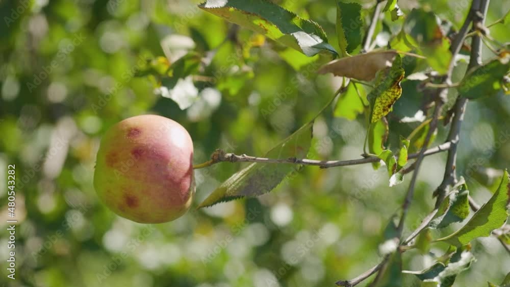 Apple ripens on the tree. Reddish apple sways on a branch. Ripe apple on a blurred green background. Harvesting concept. Vertical video Apple ripens on the tree. Reddish apple sways on a branch. Ripe apple on a blurred green background. Harvesting concept. Vertical video