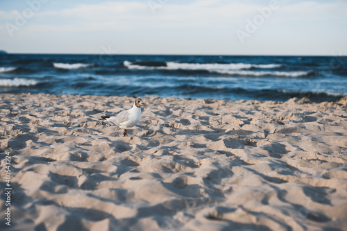 Möwe läuft auf dem Sand am Strand mit Wasser Wellen Meer im Hintergrund