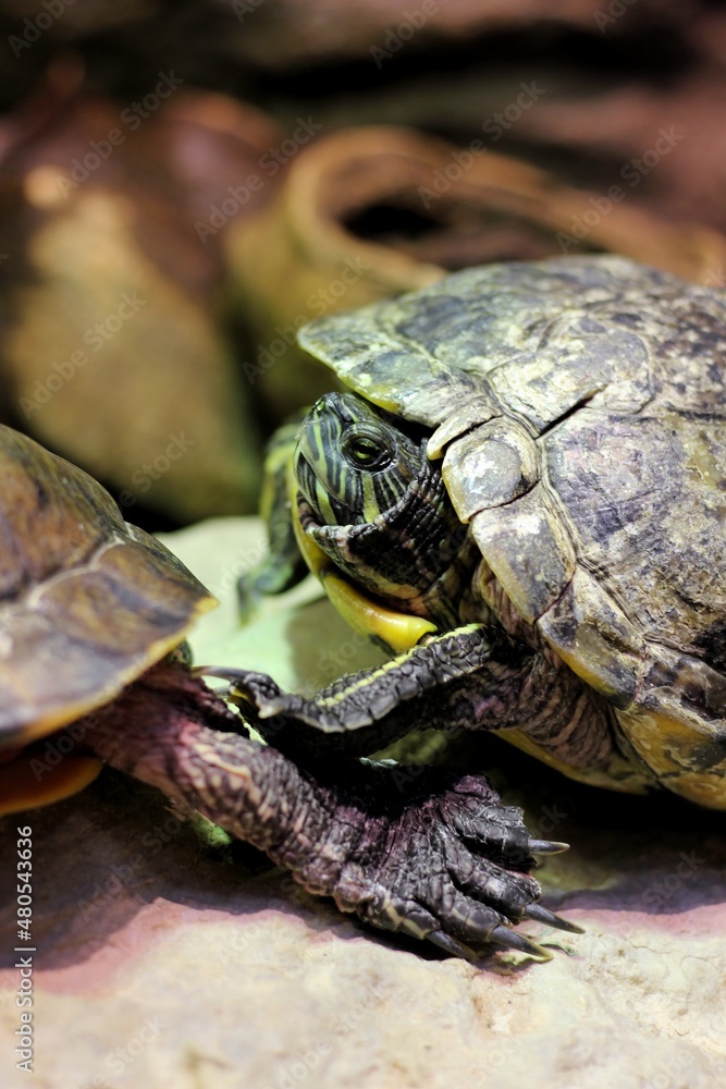 Obraz premium turtle on the rocks