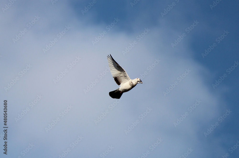 Obraz premium bird in free flight against the blue sky