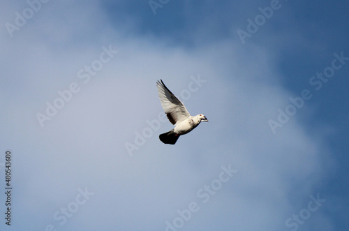 bird in free flight against the blue sky