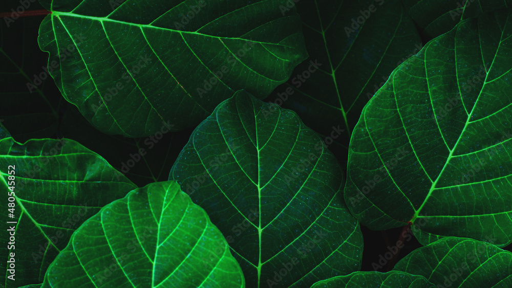 Full Frame of Green Leaves Pattern Background, Nature Lush Foliage Leaf  Texture , tropical leaf
