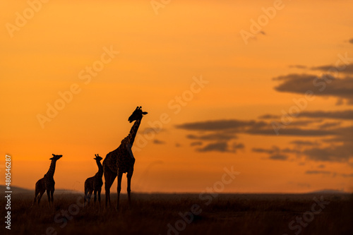 Giraffe silhouette in Kenya
