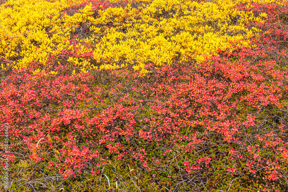 Autumn colors in Iceland: close-up of red Dwarf Birch (Betula nana) end yellow Woolly Willow (Salix lanata)