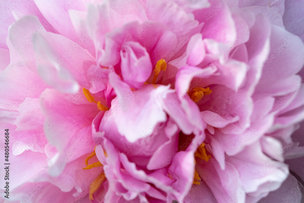 Close-up shots of pink petals and yellow flower stamens. Background with a pattern of fresh flowers. Shallow depth of field.