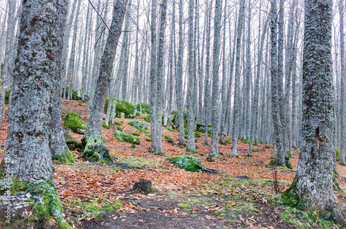 Castañar del Temblo