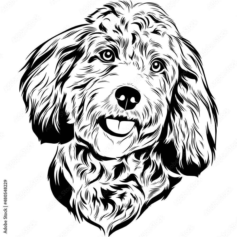 Cockapoo Dog Head Potrait Vector on a White Background Cockapoo Dog Head Potrait Vector on a White Background