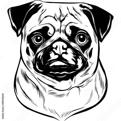 Pug Dog Head Potrait Vector on a White Background