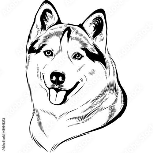 Husky Dog Head Potrait Vector on a White Background