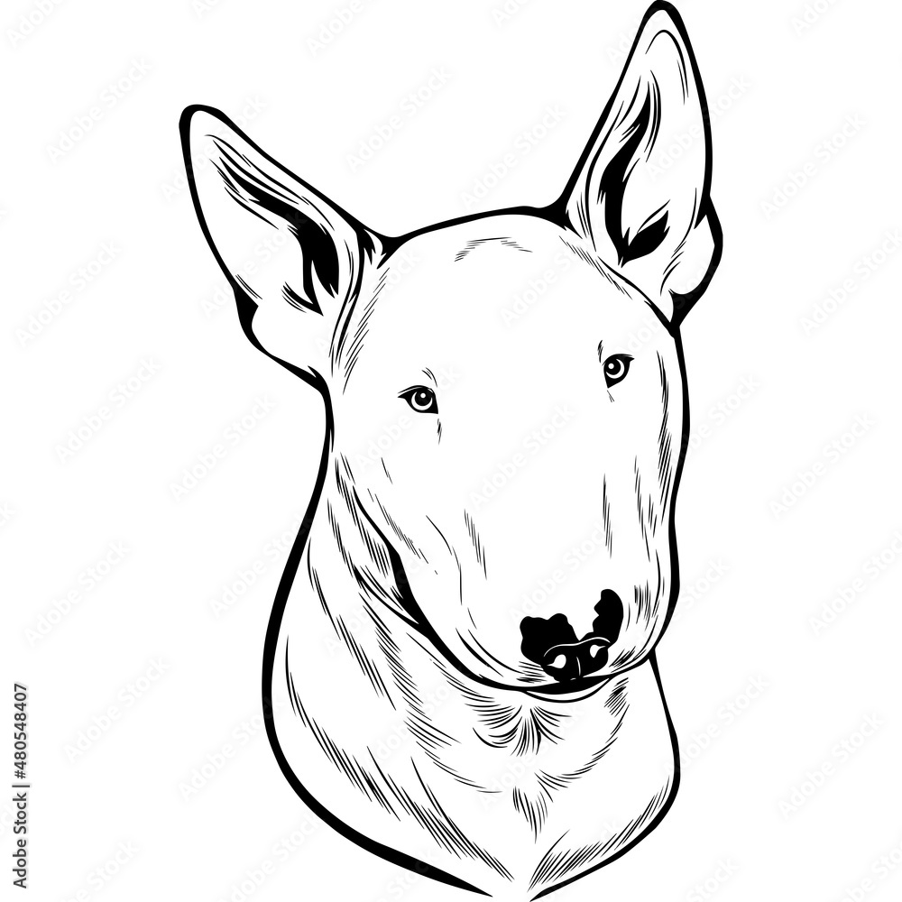 Bull Terrier Dog Head Potrait Vector on a White Background