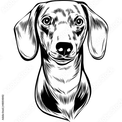 Dachshund Dog Head Potrait Vector on a White Background