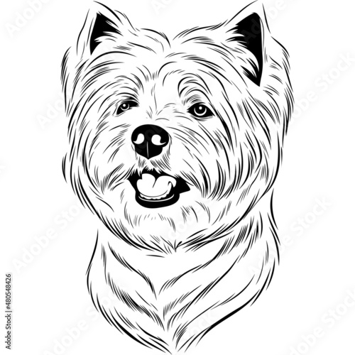 West Highland White Terrier Dog Head Potrait Vector on a White Background