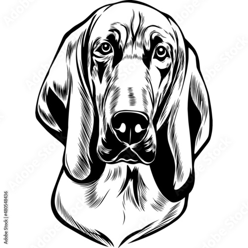 Blood Hound Dog Head Potrait Vector on a White Background