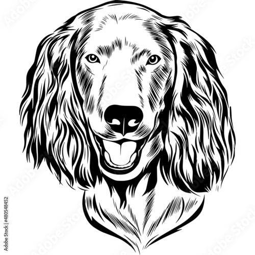 Fototapeta Naklejka Na Ścianę i Meble -  Boykin Spaniel Dog Head Potrait Vector on a White Background