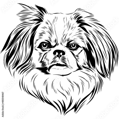 Принти на полотні pekingese Dog Head Potrait Vector on a White Background