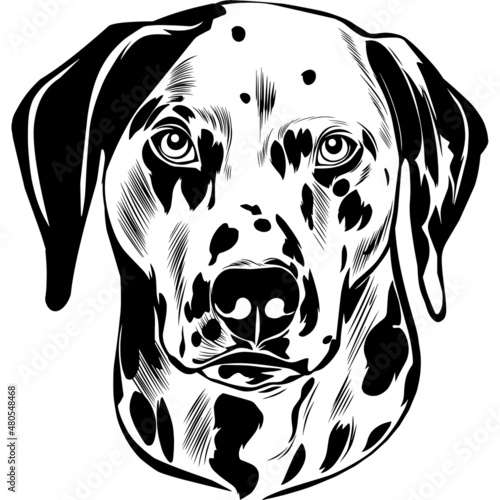 dalmatian Dog Head Potrait Vector on a White Background