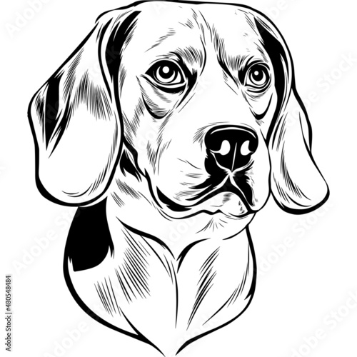 Beagle Dog Head Potrait Vector on a White Background