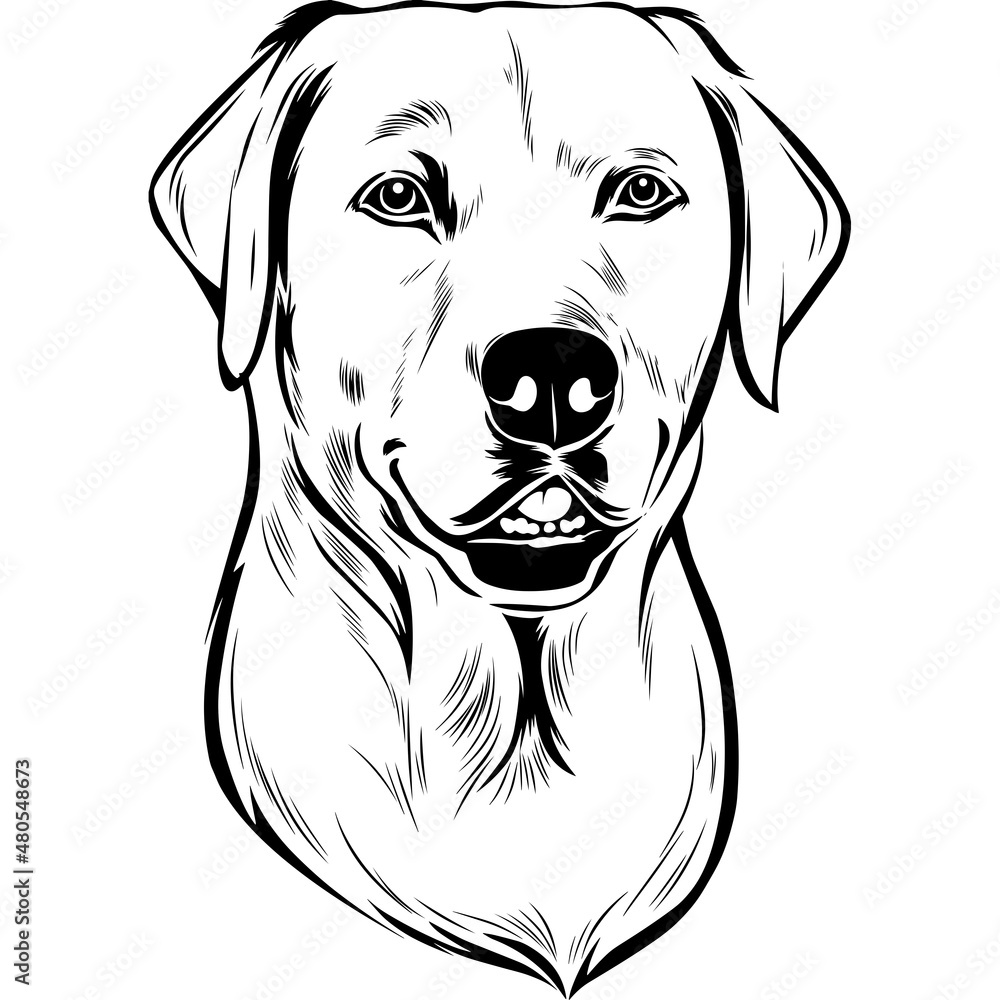 Labrador Dog Head Potrait Vector on a White Background Labrador Dog Head Potrait Vector on a White Background