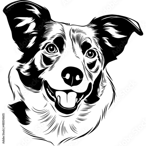 Border Collie Dog Head Potrait Vector on a White Background