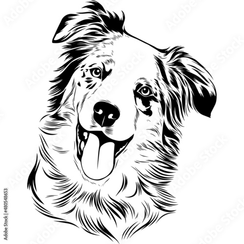 Tablou pe pânză Australian Shepherd Dog Head Potrait Vector on a White Background