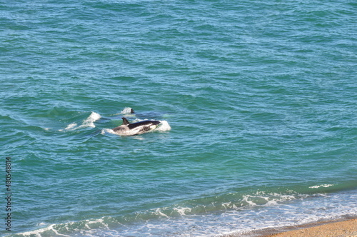Orca en Punta Pirámide Chubut Argentina