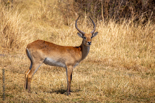 Impala