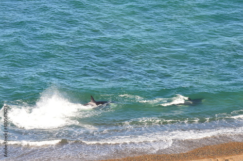 Orcas cazando lobos marinos, Península Valdés Chubut Argentina