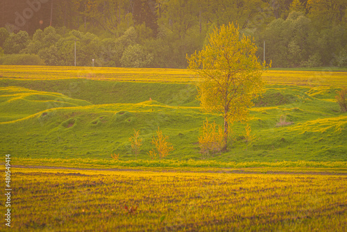 Spring landscape with rolling hills and yellow trees © MKozloff