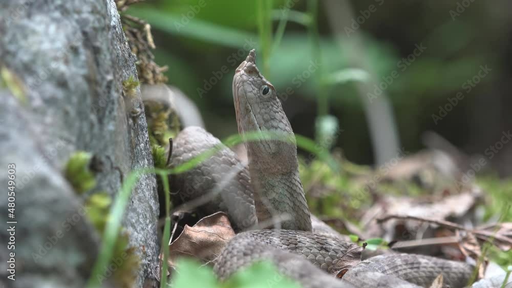 Horned viper head up waiting the prey for ambush attack Horned viper head up waiting the prey for ambush attack