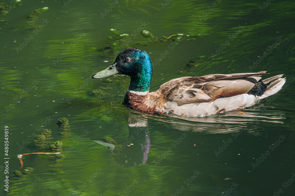 Fototapeta premium duck on the water