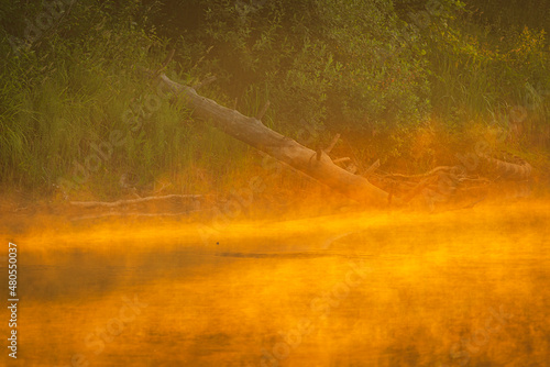 Orange summer sunrise over the forest lake with mist and fallen trees reflected in the water