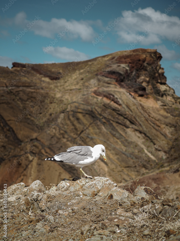 Seagull surrounded by the rugged rocky coastal landscape of the Ponta de São Lourenço peninsula, Madeira, Portugal Seagull surrounded by the rugged rocky coastal landscape of the Ponta de São Lourenço peninsula, Madeira, Portugal
