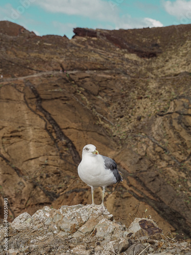 Seagull surrounded by the rugged rocky coastal landscape of the Ponta de São Lourenço peninsula, Madeira, Portugal