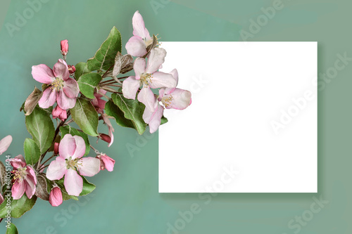 Spring blossoming twig of apple tree and white blank sheet of paper on pale green background. Mockup of spring greeting card, festive border to birthday, easter, mothers day or any springtime holidays