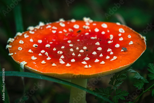 Amanita muscaria fly mushroom in a forest